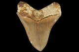 Serrated, Fossil Megalodon Tooth - Indonesia #149260-2